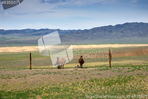 Image of Mongolian horses tied on rope holder