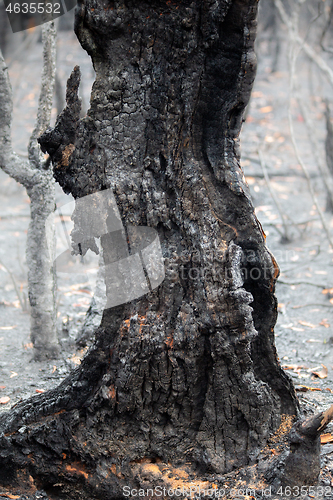 Image of Burnt remains after bush fire