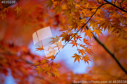 Image of Autumn leaves vibrant red and orange background or banner