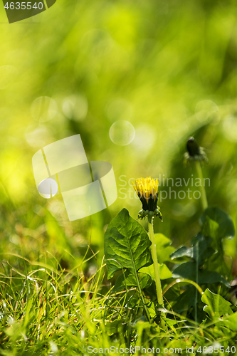 Image of Dandelion in grass