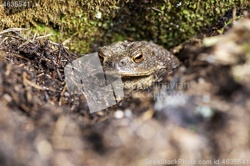 Image of A toad