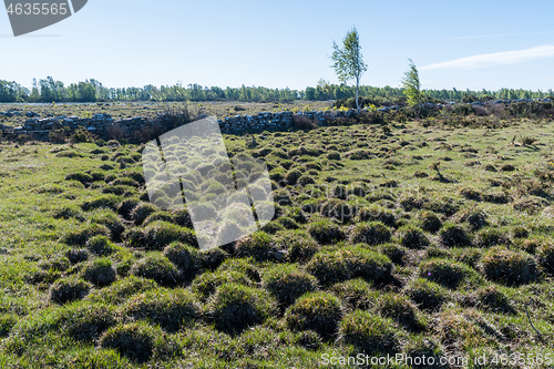 Image of Tufted wetland in spring season