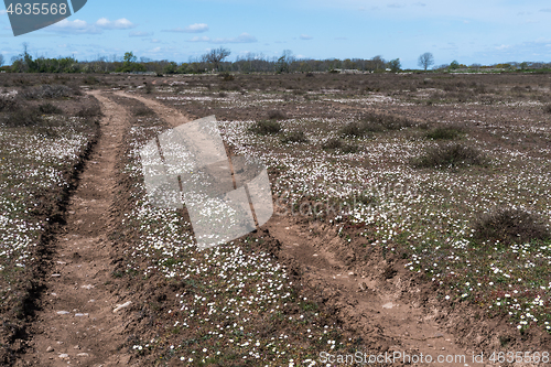 Image of Winding dirt road with growing daisies
