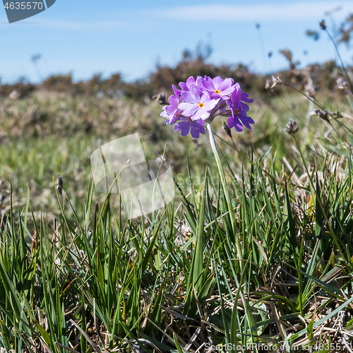 Image of Closeup of a blossom bird\'s-eye primrose