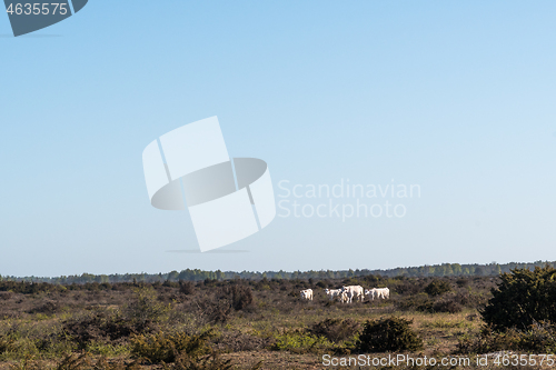 Image of Herd with white cattle in a pastureland