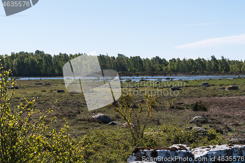 Image of View over a wetland by a green forest in springtime