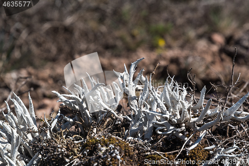 Image of Growing Whiteworm Lichen closeup