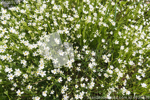 Image of Blossom Starwort flowers closeup