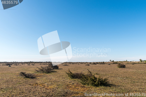 Image of Great wide open barren landscape with junipers
