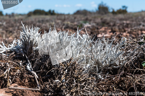 Image of Whiteworm lichen closeup in a great barren landscape