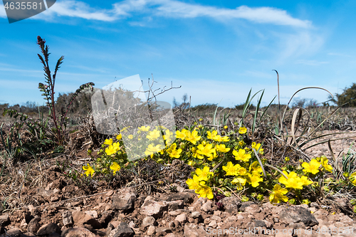 Image of Group with blossom Hoary Rockroses