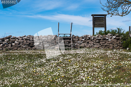 Image of Wooden stile and blossom daisies by an old dry stone wall