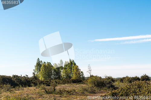 Image of Birch tree grove in a plain grassland with junipers