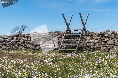 Image of Blossom Bellis perennis by a dry stone wall with a wooden stile