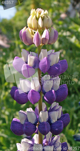 Image of Flower