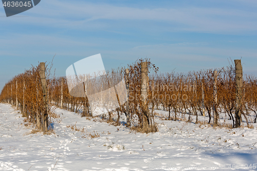 Image of Winter Vineyard