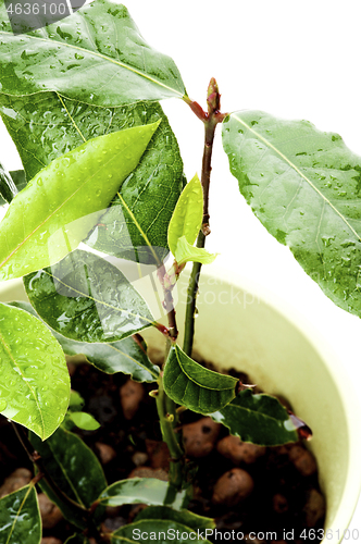 Image of Bay Leaves Growing