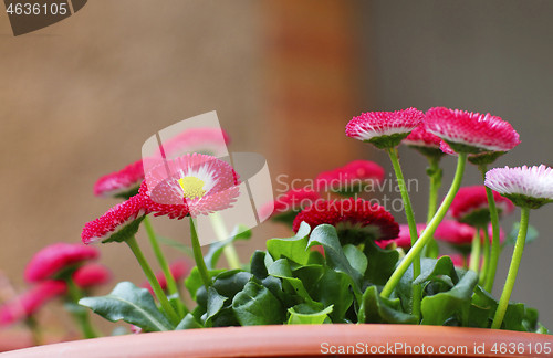 Image of Magenta Marguerites in Pot
