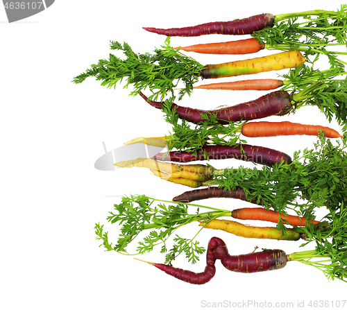 Image of Fresh Colorful Carrots