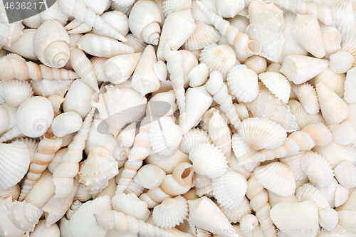 Image of White Seashell Abstract Background