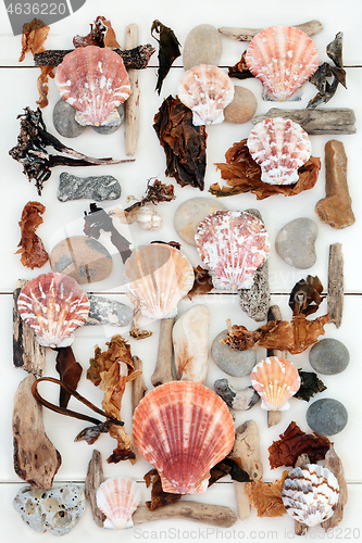 Image of Driftwood Scallops and Seaweed Abstract