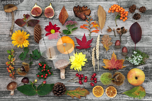 Image of Nature Study in Autumn with Food Flora and Fauna