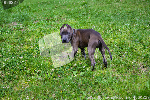 Image of American Staffordshire Terrier in the park