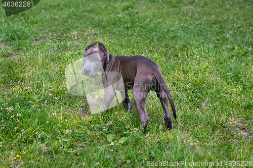 Image of American Staffordshire Terrier in the park