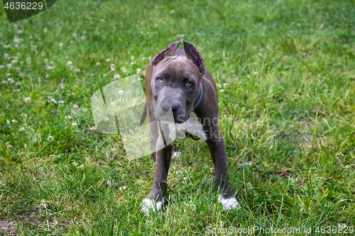 Image of American Staffordshire Terrier in the park
