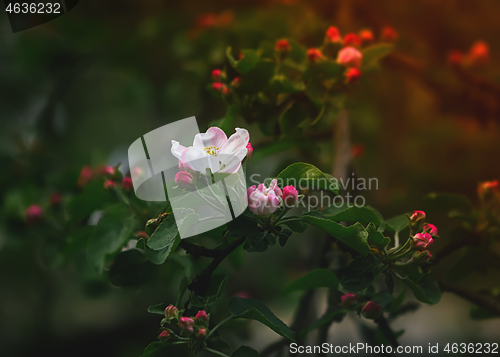 Image of Flowers And Buds Of Apple Blossom Close-up In The Sunlight