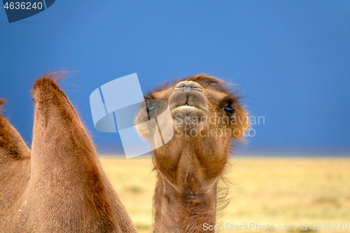 Image of Bactrian camel portrait in steppe