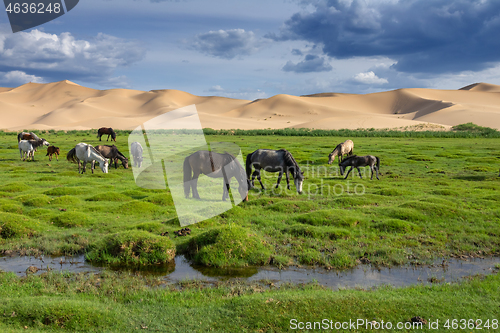 Image of Horses eating grass in Gobi Desert