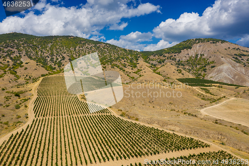 Image of Aerial view of mountain vineyard in Crimea