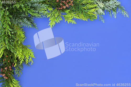 Image of Cedar Cypress and Juniper Fir Background Border