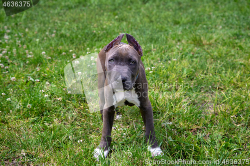 Image of American Staffordshire Terrier in the meadow