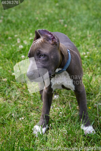 Image of American Staffordshire Terrier in the meadow