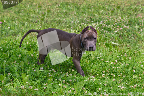 Image of American Staffordshire Terrier in the meadow