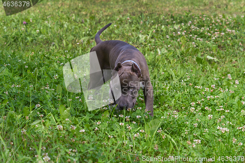 Image of American Staffordshire Terrier in the meadow