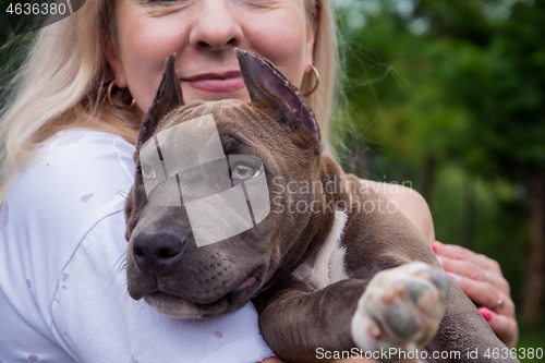 Image of Blonde hugs Amstaff puppy