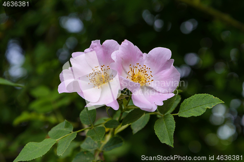 Image of Pink flowers rose hips  on a bush