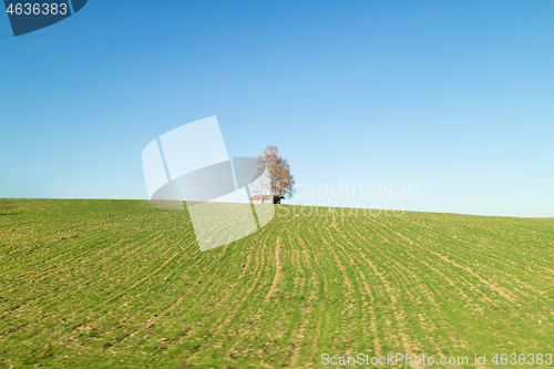 Image of Alone tree and house on a green fiels under blue sky, Austria.