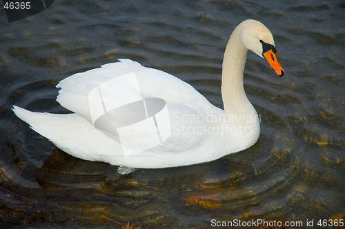 Image of A baeautiful swan