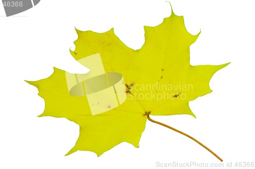 Image of Autumn leaf