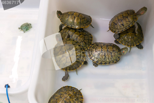 Image of Baby Turtles Box