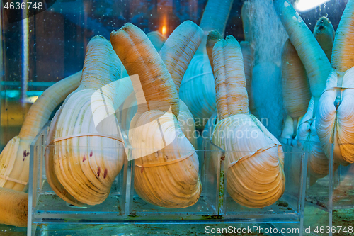 Image of Geoduck