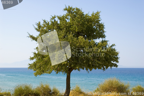 Image of Olive tree at the seashore