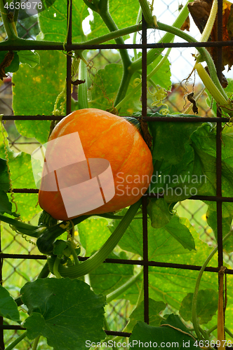 Image of hokaido pumpkin plant