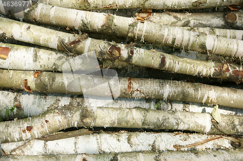 Image of birch wood texture