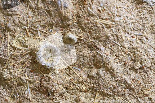 Image of fossil natural texture 