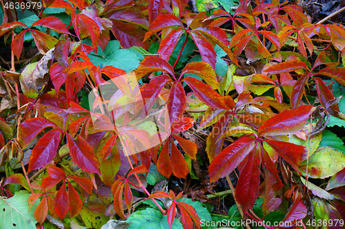 Image of woodbine color leaves